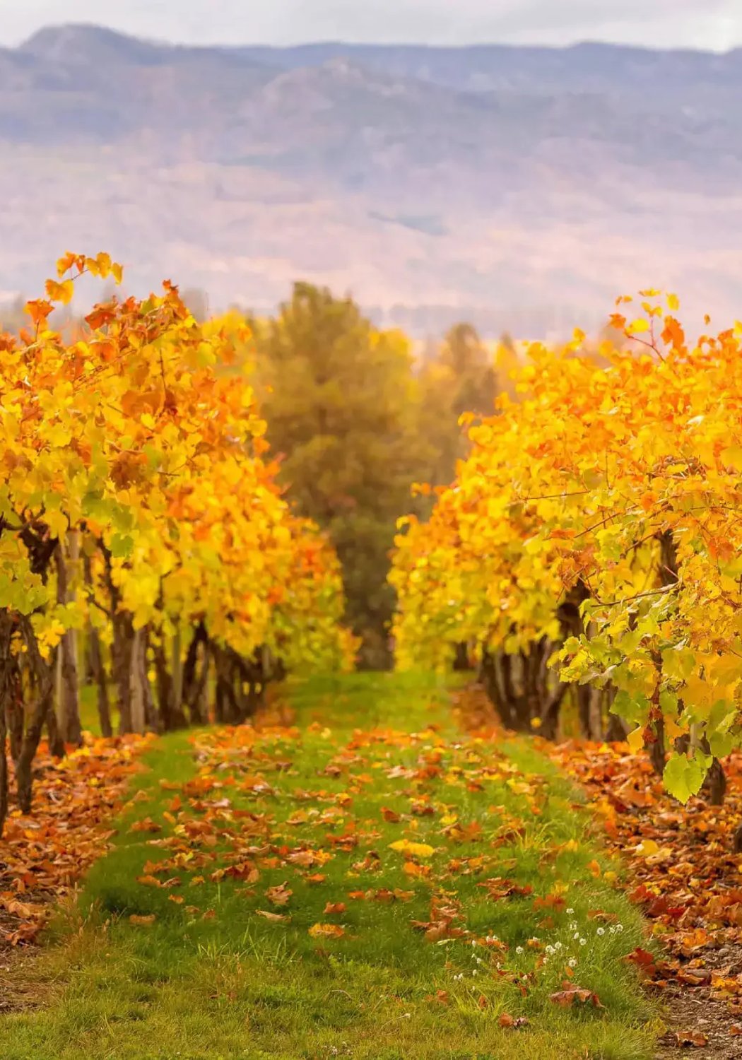 Sonoma County scenery near Santa Rosa, CA